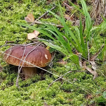 بيت ريفي Puhketalu Vakari