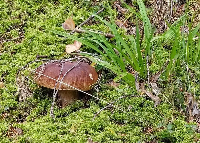 Zajazd Puhketalu Vakari